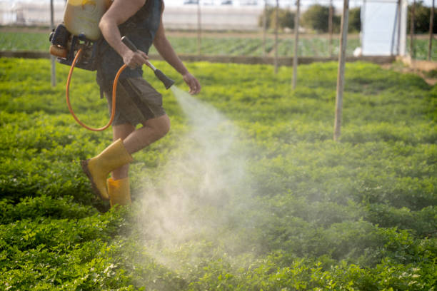 Best Affordable Pest Control Services  in Bunker Hl, IL