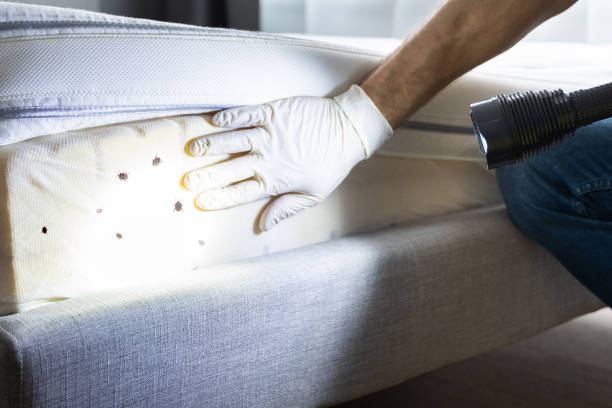 Best Insect Control  in Bunker Hl, IL