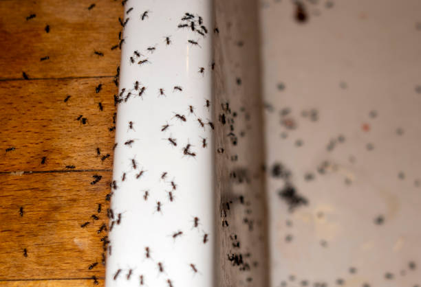 Best Ant Control Services  in Bunker Hl, IL
